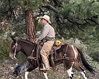 ranch-work-mule