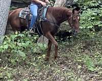 chestnut-star-horse