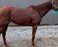 barrel-racing-thoroughbred-horse