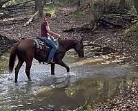 dressage-thoroughbred-horse