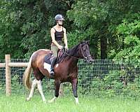 beginner-safe-quarter-horse