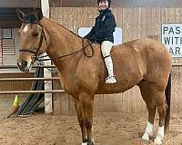 beginner-safe-quarter-horse