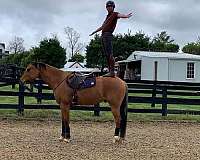 ranch-work-quarter-horse