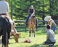 trail-quarter-horse