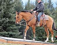 athletic-quarter-horse