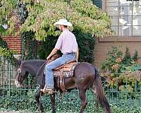 ranch-work-quarter-horse