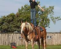 ranch-work-quarter-horse