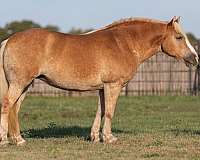 athletic-quarter-horse