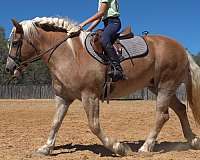 beginner-quarter-horse