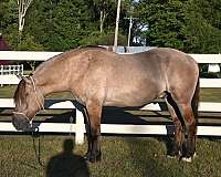 grulla-sock-horse