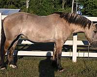 beginner-safe-quarter-horse