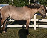 ranch-work-quarter-horse