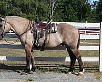 beginner-quarter-horse