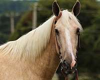 gaited-tennessee-walking-horse