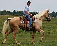 palomino-blaze-horse