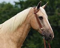 tennessee-walking-horse