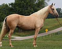 family-horse-tennessee-walking