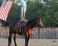 ranch-work-quarter-horse