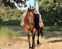 family-horse-quarter