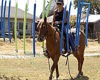 ranch-work-quarter-horse