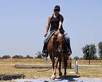 beginner-quarter-horse