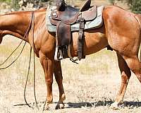 husband-safe-quarter-horse