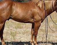 show-quarter-horse