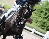 tractable-gelding