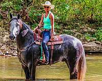 percheron-quarter-horse