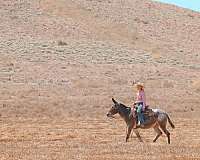 family-horse-quarter