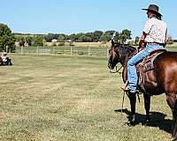 bay-roan-aqha-mare