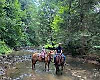 bay-roan-aqha-horse