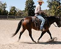 14-hand-quarter-horse-mare