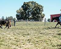 bay-roan-quarter-horse-for-sale