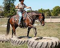 14-hand-bay-roan-horse