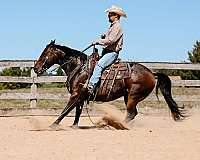 aqha-quarter-horse-mare