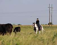 family-pony-quarter