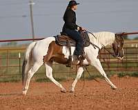 trail-quarter-pony