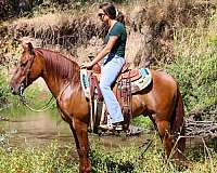 ranch-work-quarter-pony