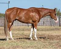 ranch-work-quarter-horse