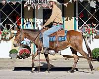 ranch-work-quarter-horse