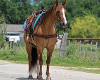 ranch-work-quarter-horse