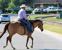 beginner-safe-quarter-horse