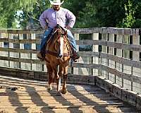 family-horse-quarter