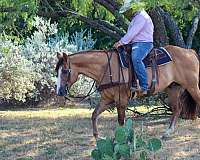 beginner-quarter-horse