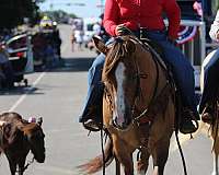 flashy-quarter-horse