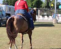 husband-safe-quarter-horse