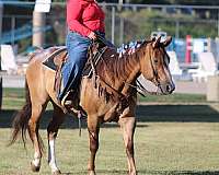 ranch-quarter-horse