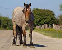 ranch-work-quarter-horse