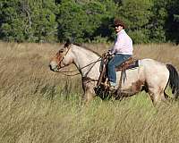 kid-safe-quarter-horse